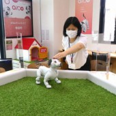 Chơi đùa cùng robot Aibo tại quán cà phê ở tỉnh Aichi